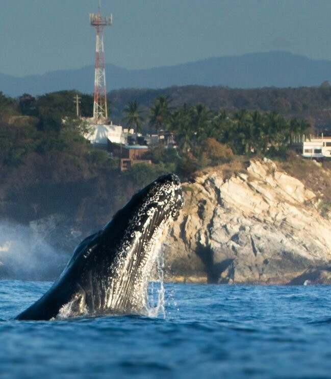 Dive Azteca Pro-Puerto Angel必去景点