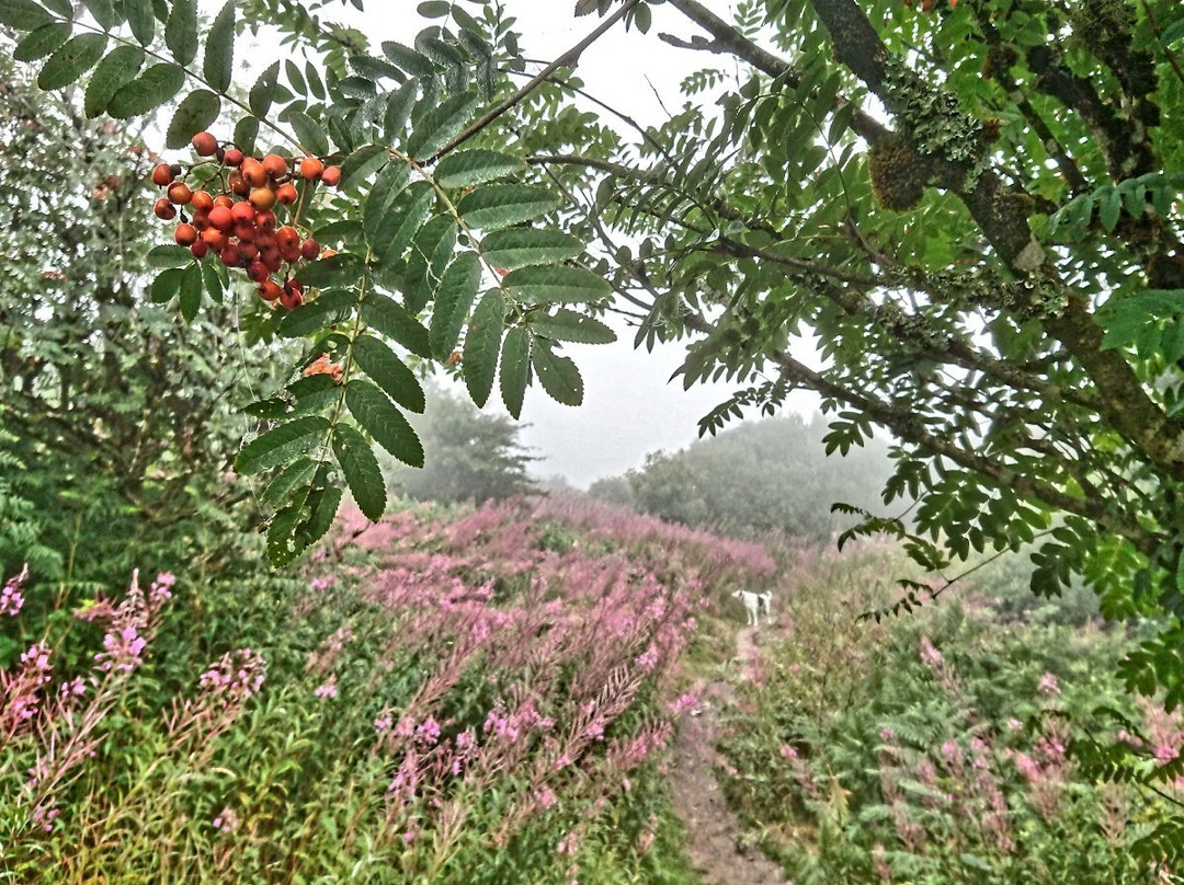 Kit Hill Country Park景点图片