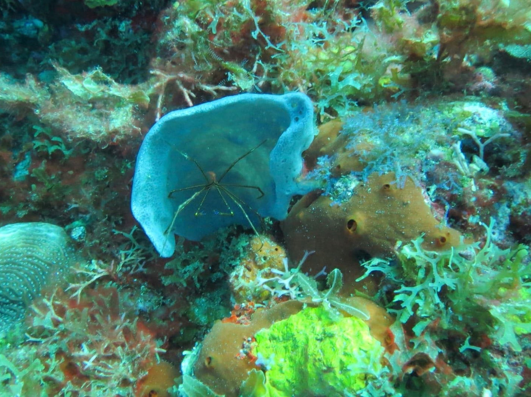 Calypso Plongée-Trois-Ilets必去景点