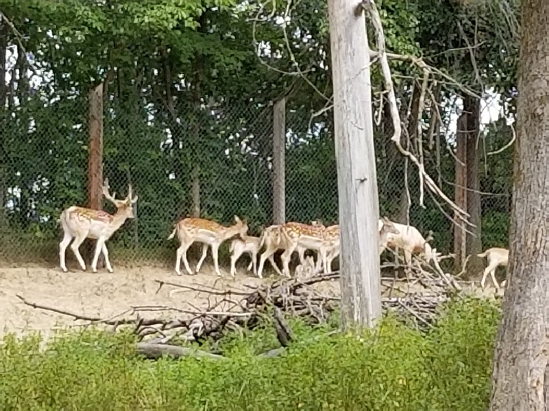 Paul Bunyan's Animal Land-伯米吉必去景点