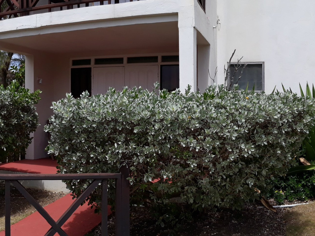 Ocean Spray Beach Apartments主图