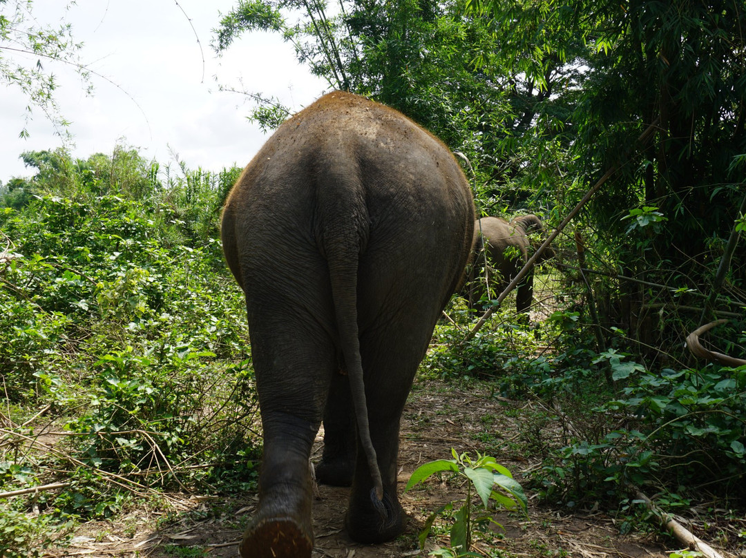 Inthanon Elephant Sanctuary & Wildlife Preserve-清迈必去景点