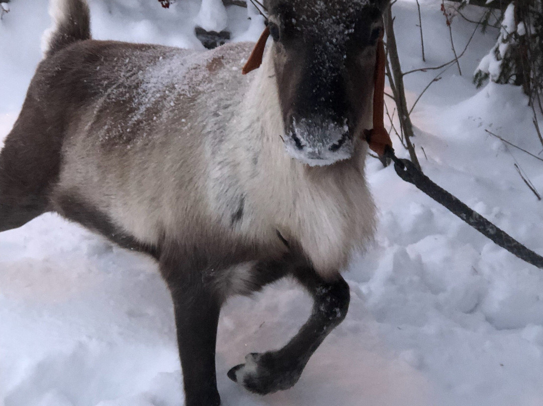 sapmiLIFE-Jukkasjarvi必去景点