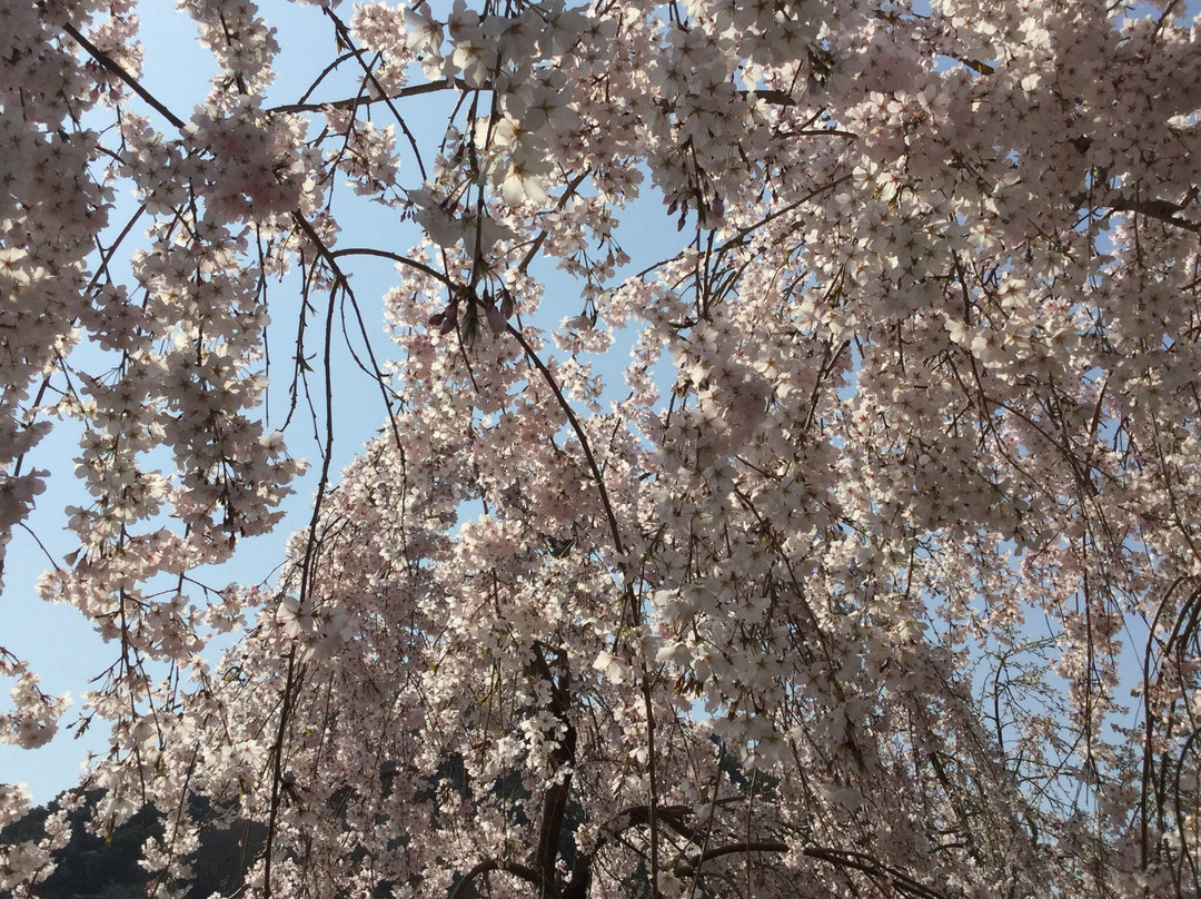 Hanamiyama Shin No Tegamikan-鸣门市必去景点
