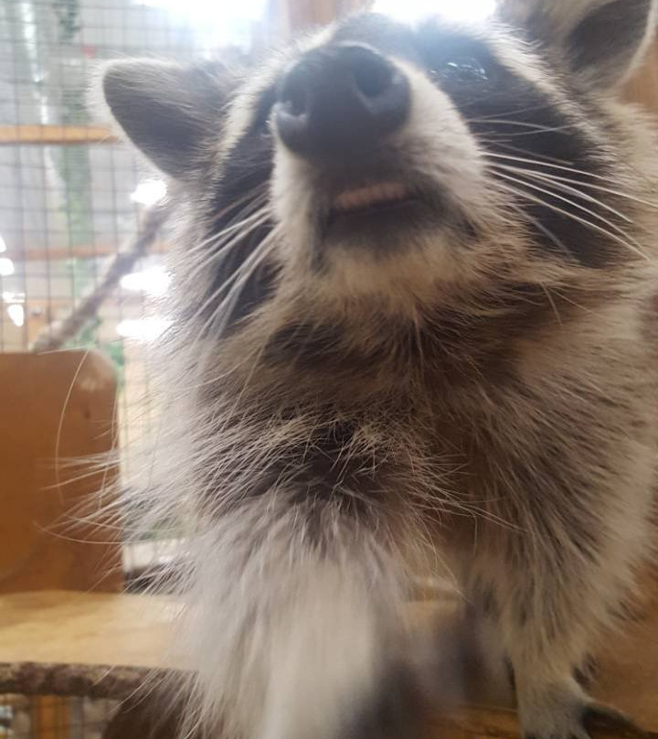 Touching Zoo Makki-Pakki-敖德萨必去景点