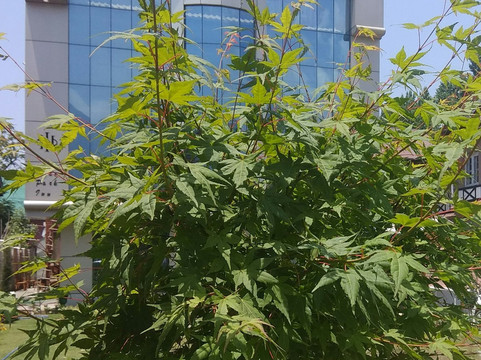 海德公园旅馆主图