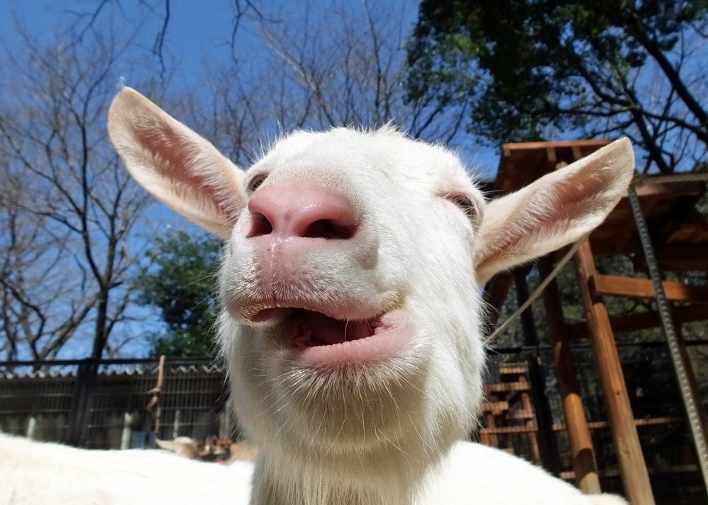 Chikozan Park Zoo-狭山市必去景点