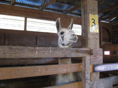 Morningstar Farm-帕克斯维尔必去景点