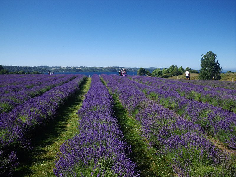 Transpatagonia Tour Service-Frutillar必去景点