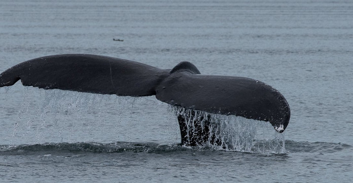 Hoonah Whale Tours-胡纳必去景点