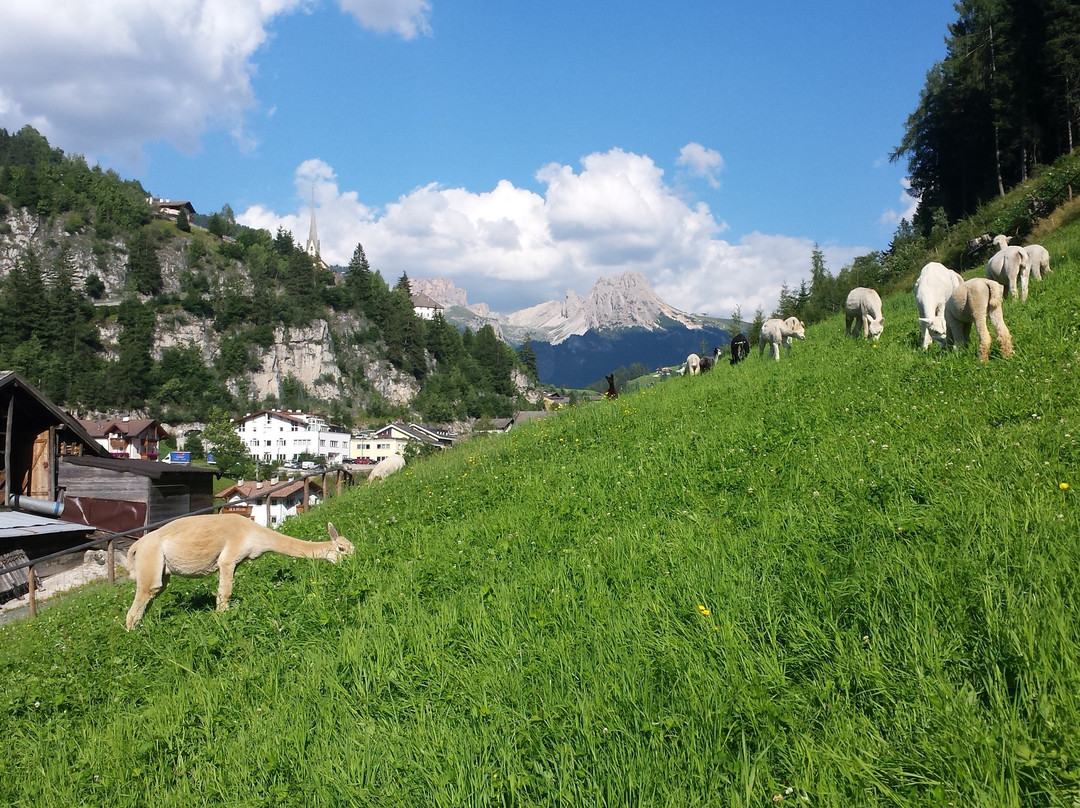 Gardena Valley Alpacas景点图片