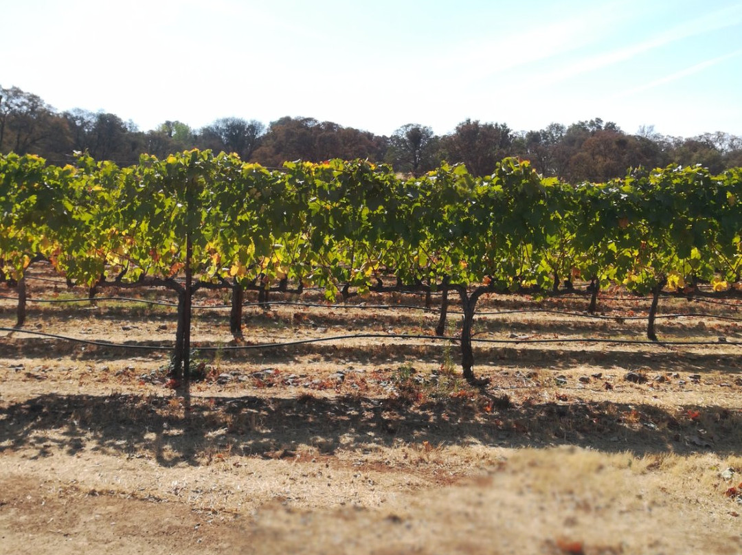 Vina Castellano Winery景点图片