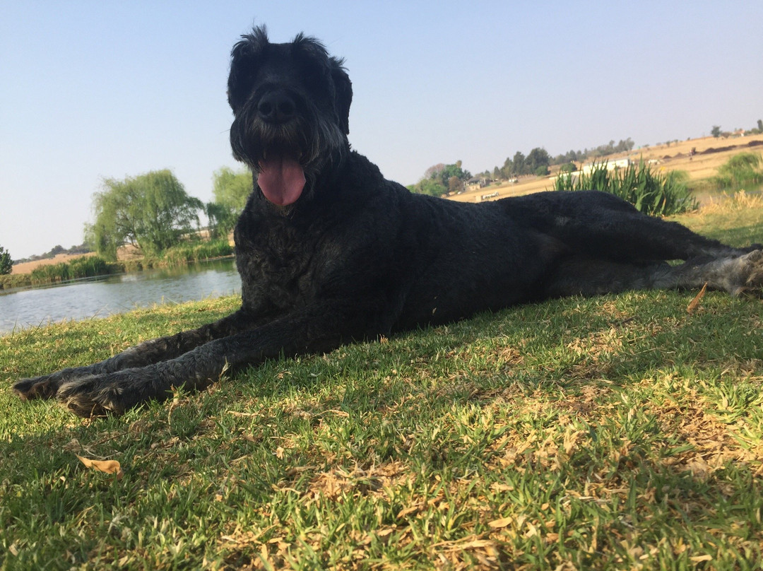 Walkhaven Dog Park-约翰内斯堡必去景点