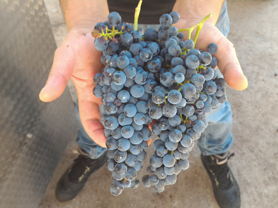 Casula Vinaria Winery景点图片