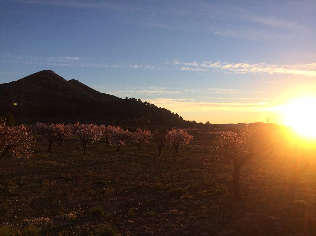 Feslalí, Alcalalí En Flor景点图片