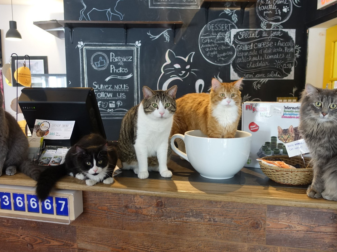 Cafe Chat l'Heureux