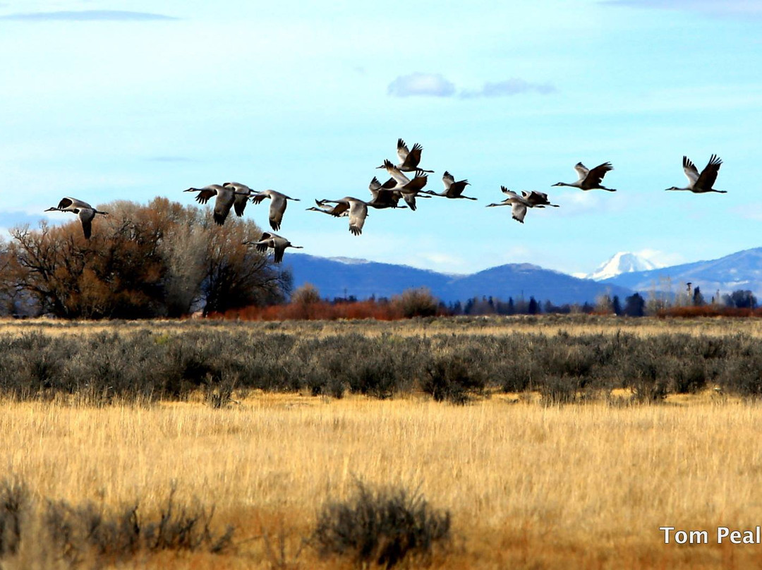 Monte Vista National Wildlife Refuge-Monte Vista必去景点