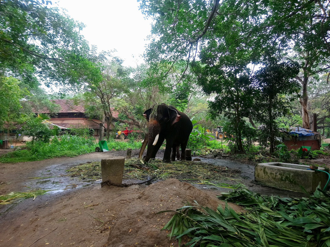 Elephant Camp Sanctuary景点图片
