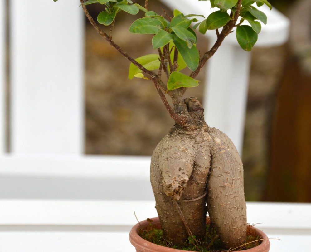Vivero Crisalide景点图片