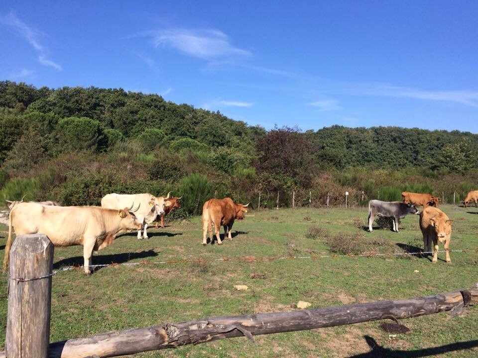Terre di Tuscia - Azienda Agricola Apicoltura-Manziana必去景点