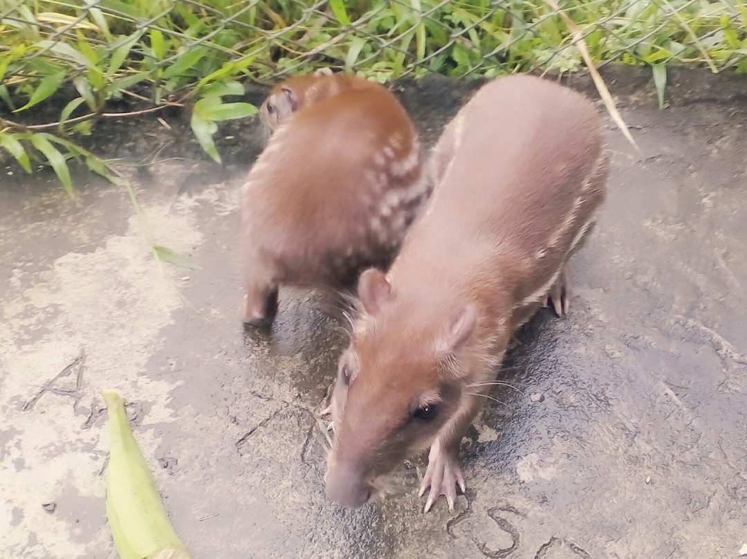 Centro Ecoturismo Comunitario Kamak Maki-Misahualli必去景点
