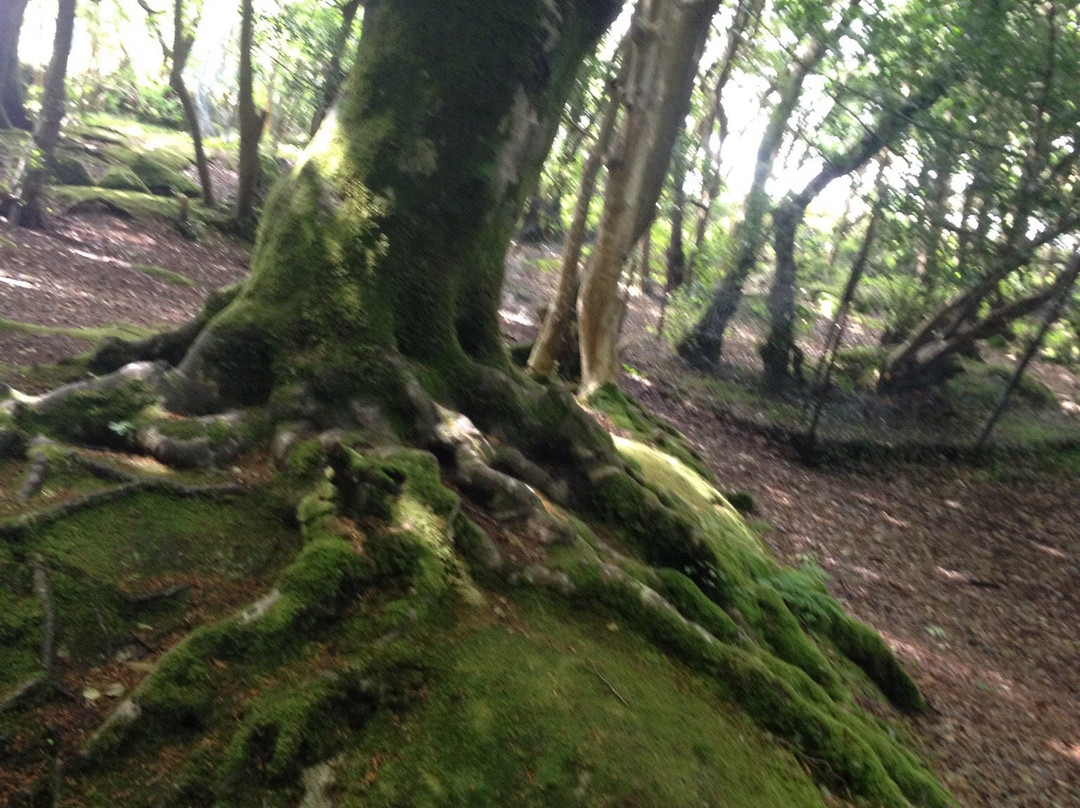 Barna Woods景点图片