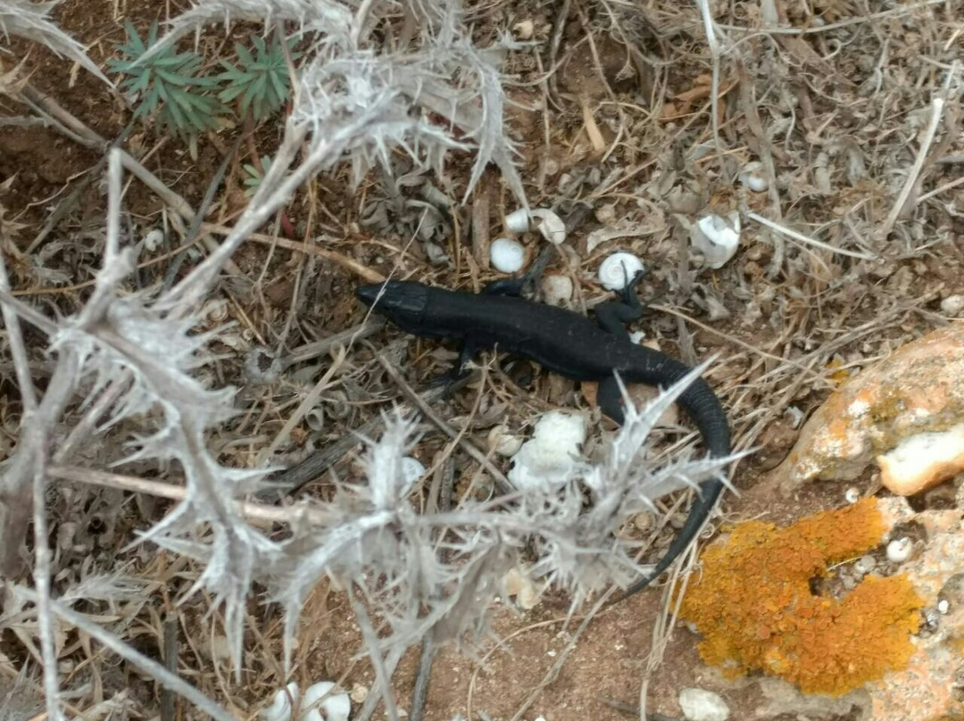 BlackLizzard-Sant Lluis必去景点