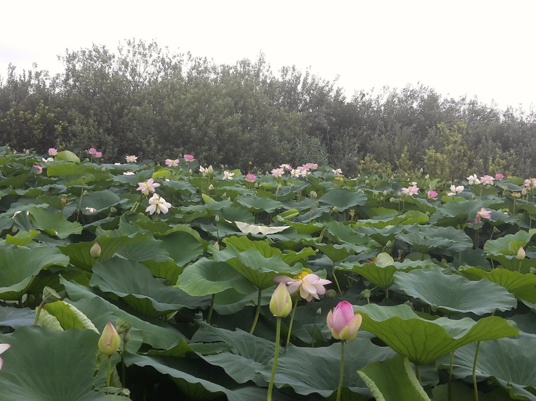 Riserva naturale Valli del Mincio景点图片