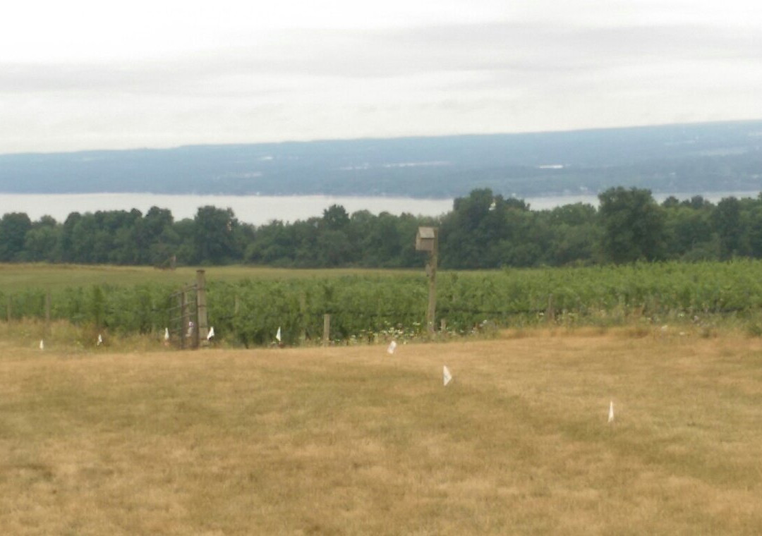 Long Point Winery-Aurora必去景点