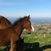 Ippikos Athlitikos Omilos Chanion-Horse Riding Club of Chania景点图片