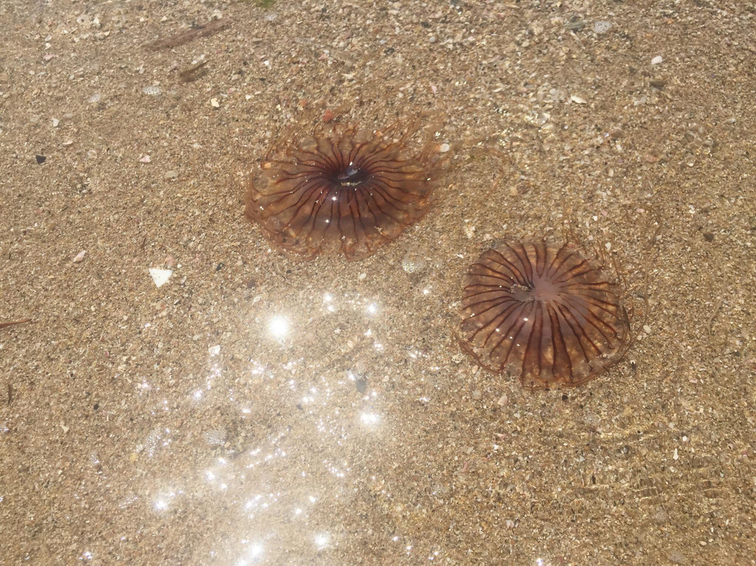 Olive Beach景点图片
