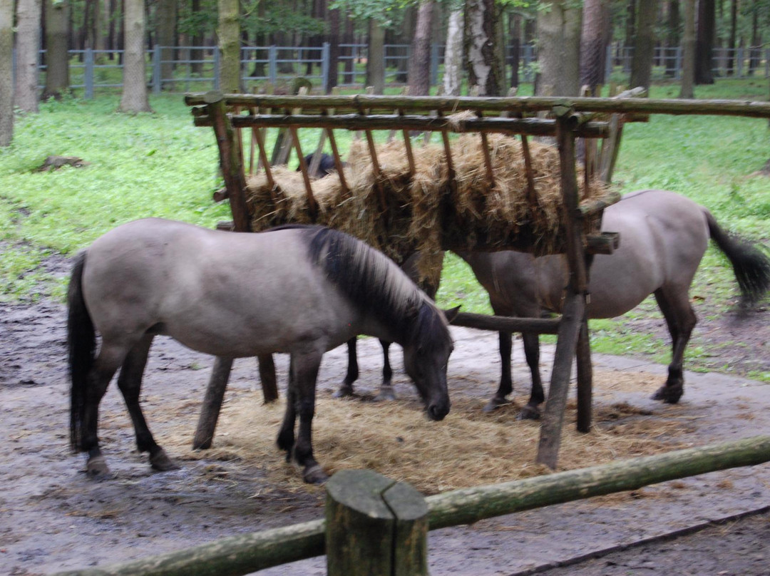 Animal Farm景点图片