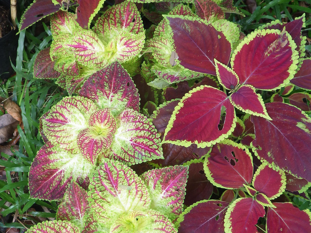 Jungle zoo-高龙必去景点