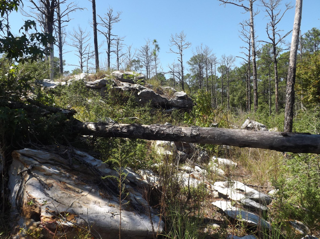 Kisatchie National Forest景点图片