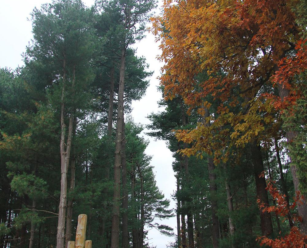 Asahikawa Forest of Foreign Tree Species-旭川市必去景点