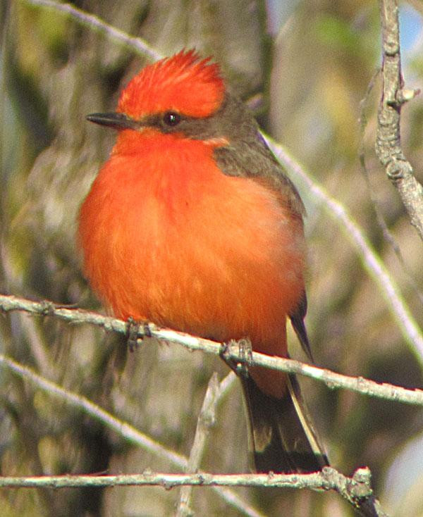 Southeastern Arizona Bird Observatory景点图片