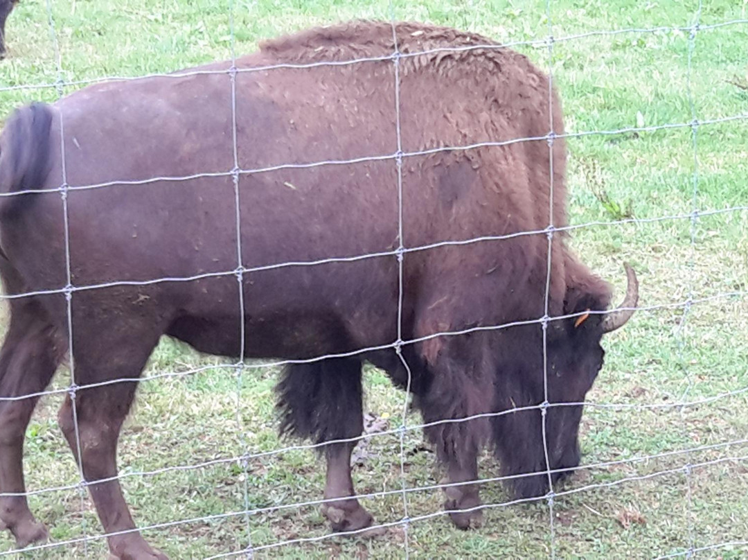 Les Bisons du Sachuron景点图片