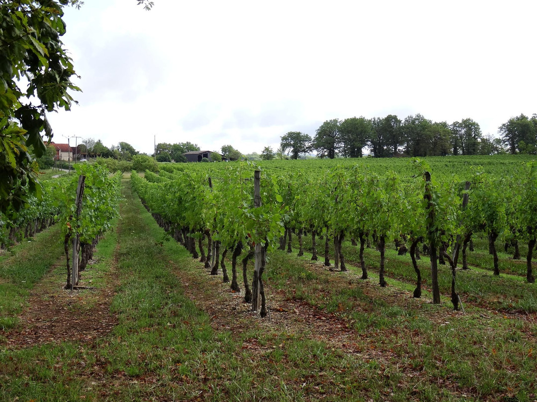 Correze旅游景点-Cave Viticole De Branceilles