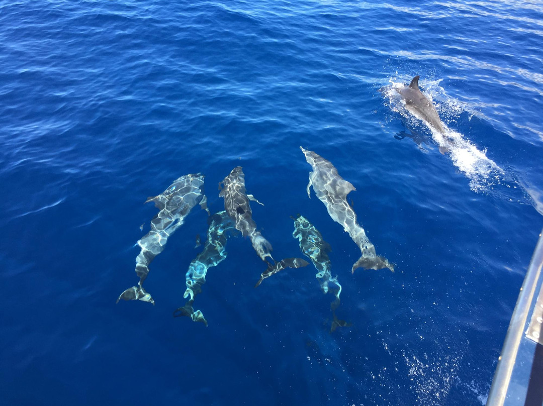 Gigante Expeditions-亚速尔群岛英雄港中心区必去景点
