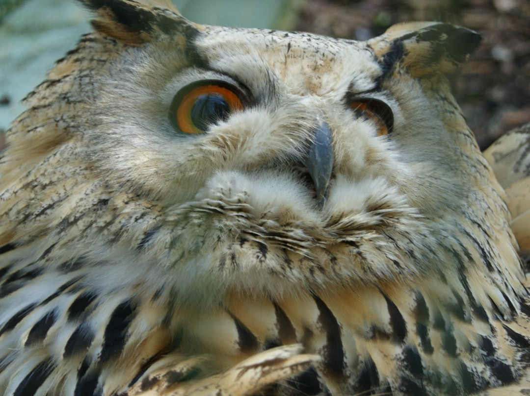 Tierpark Irgenöd-Ortenburg必去景点