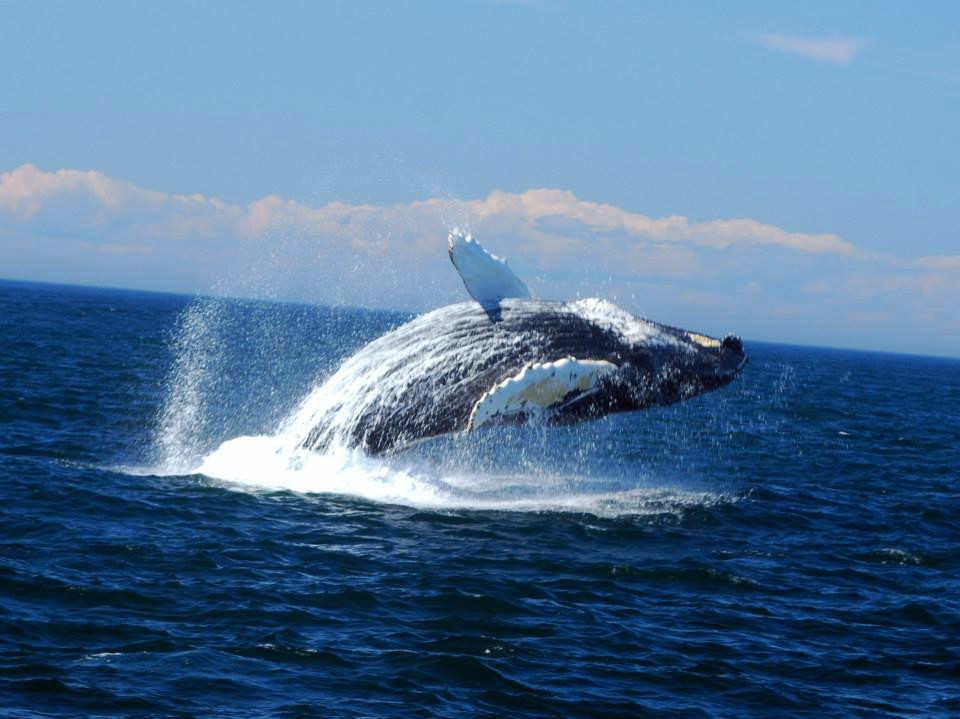 Welcome Aboard Whale Watching Tours-Westport必去景点