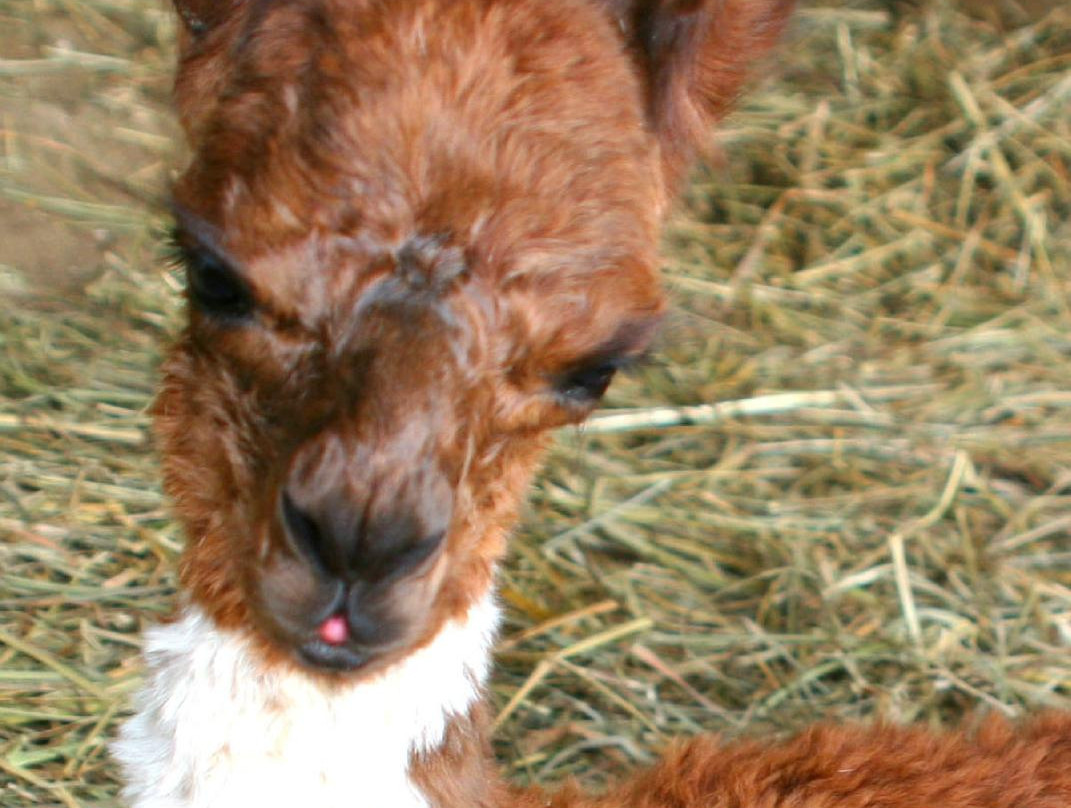STARanch Alpaca Trek-Alva必去景点