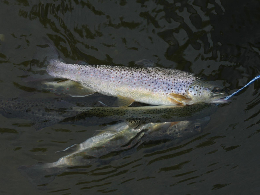 Pere Marquette River-拉丁顿必去景点