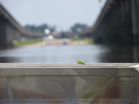 Mequet Swamp Tours-布里奥克斯桥必去景点