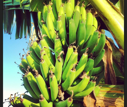 Northbank Community Garden-贝林真必去景点