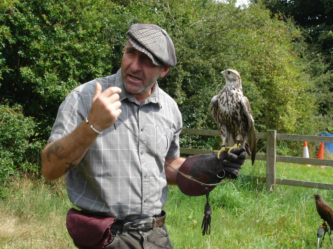 Chris Miller - Falconry Experience Days景点图片