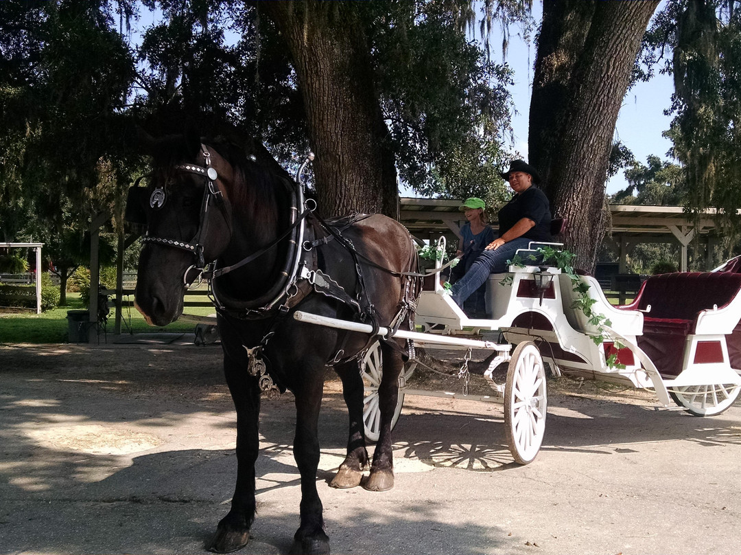 Horse Country Carriage Co & Tours-奥卡拉必去景点