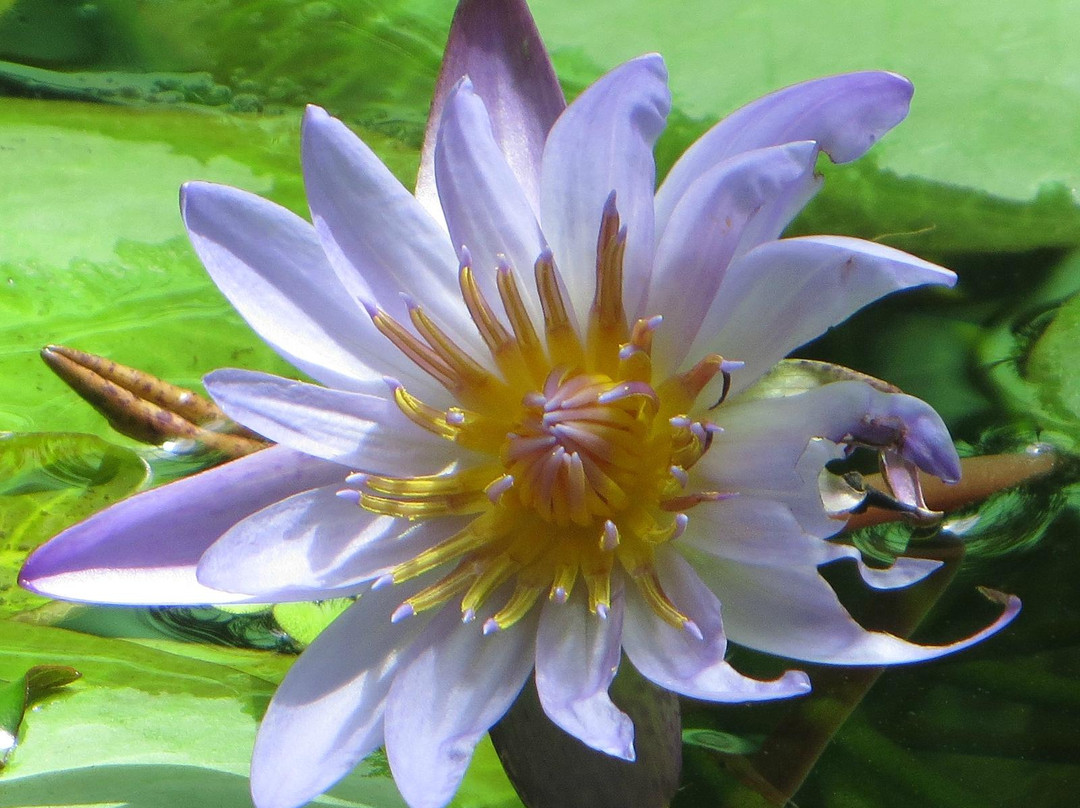 Jardin Botanico de Bogota Jose Celestino Mutis-波哥大必去景点