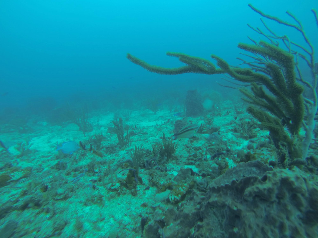 Splashdown Divers-博因顿海滩必去景点