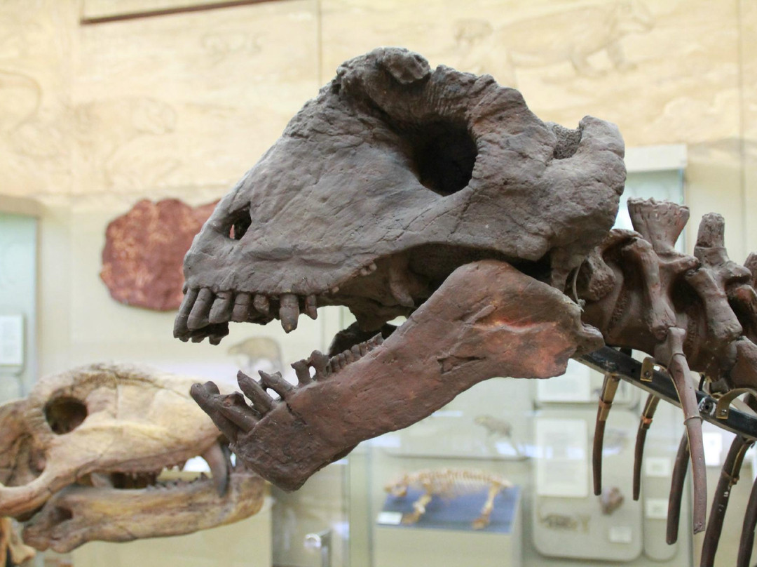 Natural History of Tatarstan Museum-喀山必去景点